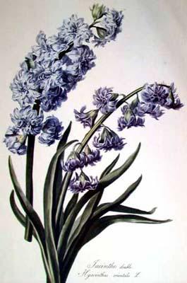 Cornelis van Spaendonck Prints Hyacinth Sweden oil painting art